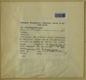 Polytrichum commune Hedw., Гербарий мохообразных, Мхи - Москва и Московская область (B6a) (Россия)