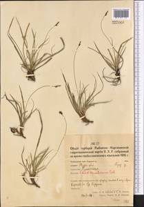 Осока верещатниковая Pollich, Средняя Азия и Казахстан, Северный и Центральный Казахстан (M10) (Казахстан)