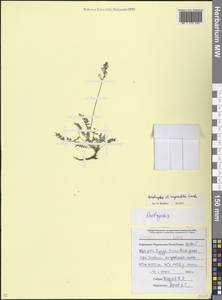 Эспарцет Рупрехта Grossh., Кавказ, Ставропольский край, Карачаево-Черкесия, Кабардино-Балкария (K1b) (Россия)