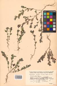 Куммеровия полосатая (Thunb.) Schindl., Сибирь, Дальний Восток (S6) (Россия)