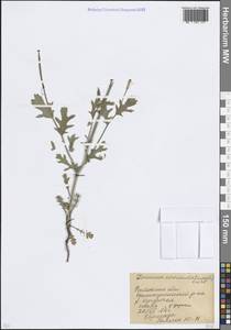 Мачок рогатый (L.) Rudolph, Восточная Европа, Ростовская область (E12a) (Россия)