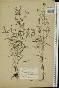 Asperula tinctoria L., Восточная Европа, Московская область и Москва (E4a) (Россия)