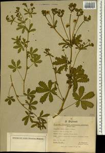 Potentilla lazica Boiss. & Balansa, Зарубежная Азия (ASIA) (Турция)