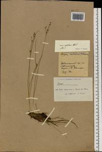 Juncus alpinoarticulatus subsp. rariflorus (Hartm.) Holub, Восточная Европа, Северный район (E1) (Россия)