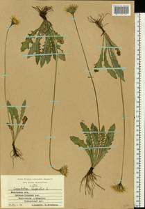 Кульбаба шершаволистная L., Восточная Европа, Московская область и Москва (E4a) (Россия)