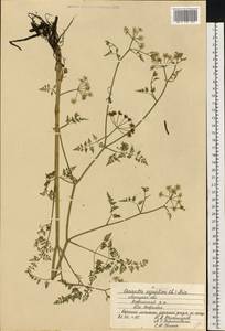 Омежник водный, Омежник водяной (L.) Poir., Восточная Европа, Центральный лесостепной район (E6) (Россия)