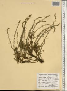 Камфоросма монпелийская L., Восточная Европа, Нижневолжский район (E9) (Россия)