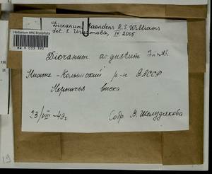 Dicranum laevidens R.S. Williams, Гербарий мохообразных, Мхи - Якутия (B19) (Россия)
