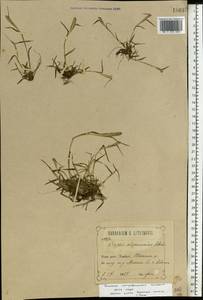 Sporobolus alopecuroides (Piller & Mitterp.) P.M.Peterson, Восточная Европа, Центральный район (E4) (Россия)