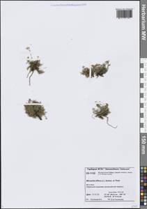 Шерлерия двухцветковая (L.) A.J.Moore & Dillenb., Сибирь, Центральная Сибирь (S3) (Россия)