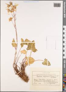Vickifunkia narynensis (C. Winkl.) C. Ren, L. Wang, I. D. Illar. & Q. E. Yang, Средняя Азия и Казахстан, Северный и Центральный Тянь-Шань (M4) (Киргизия)