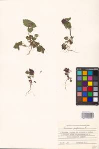 Яснотка пурпурная, Яснотка пурпуровая L., Восточная Европа, Московская область и Москва (E4a) (Россия)