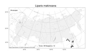Liparis makinoana, Лосняк Макино Schltr., Атлас флоры России (FLORUS) (Россия)