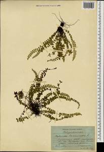 Костенец волосовидный L., Кавказ, Грузия (K4) (Грузия)