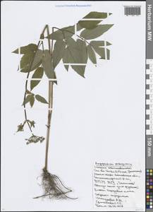 Сныть обыкновенная L., Восточная Европа, Московская область и Москва (E4a) (Россия)