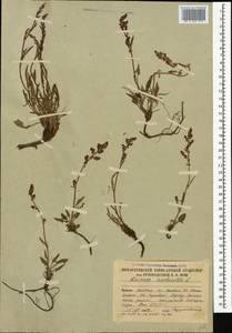 Щавель воробьиный, Щавелек L., Кавказ, Южная Осетия (K4b) (Южная Осетия)