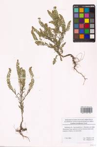 Клоповник густоцветковый Schrad., Восточная Европа, Центральный лесостепной район (E6) (Россия)