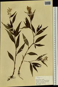 Спорыш, Сибирь, Центральная Сибирь (S3) (Россия)