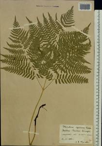 Pteridium aquilinum subsp. pinetorum (C. N. Page & R. R. Mill) J. A. Thomson, Восточная Европа, Латвия (E2b) (Латвия)