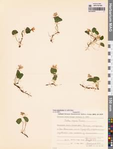 Viola epipsila subsp. repens (Turcz.) W.Becker, Сибирь, Чукотка и Камчатка (S7) (Россия)
