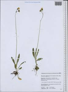 Pilosella sulphurea (Döll) F. W. Schultz & Sch. Bip., Сибирь, Прибайкалье и Забайкалье (S4) (Россия)