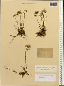 Petrosedum subulatum (C. A. Mey.) Afferni, Кавказ, Дагестан (K2) (Россия)