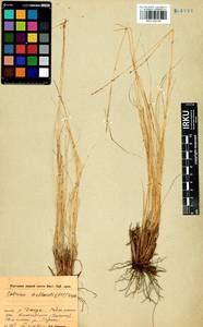 Carex myosuroides Vill., Сибирь, Прибайкалье и Забайкалье (S4) (Россия)