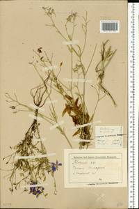 Delphinium consolida subsp. consolida, Восточная Европа, Восточный район (E10) (Россия)