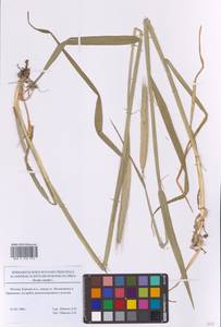 Рожь посевная L., Восточная Европа, Московская область и Москва (E4a) (Россия)