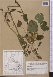 Packera aurea (L.) Á. Löve & D. Löve, Америка (AMER) (Канада)