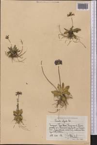 Первоцвет холодный Adams, Средняя Азия и Казахстан, Западный Тянь-Шань и Каратау (M3) (Узбекистан)