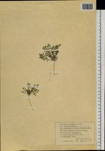 Тонкоплодник дымянковый (L.) Rchb., Сибирь, Западная Сибирь (S1) (Россия)