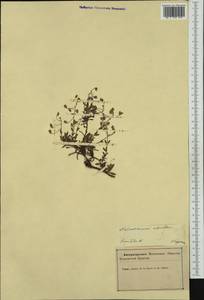 Helianthemum alpestre (Jacq.) DC., Западная Европа (EUR) (Словения)