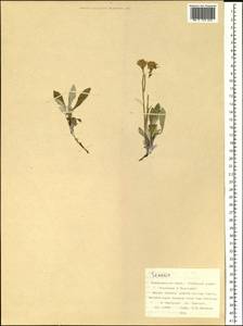 Крестовник, Сибирь, Дальний Восток (S6) (Россия)