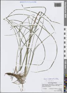 Осока придатконосная (Trautv. & C.A.Mey.) Kük., Сибирь, Чукотка и Камчатка (S7) (Россия)