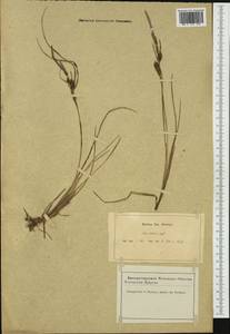 Carex trinervis Degl., Западная Европа (EUR) (Франция)