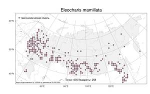 Eleocharis mamillata, Болотница сосочковая (H.Lindb.) H.Lindb., Атлас флоры России (FLORUS) (Россия)