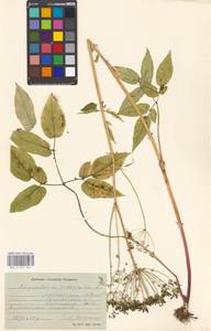 Сныть обыкновенная L., Восточная Европа, Московская область и Москва (E4a) (Россия)