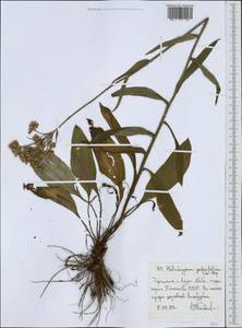 Helichrysum nudifolium (L.) Less., Африка (AFR) (Эфиопия)