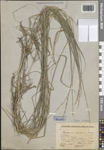 Пырейник якутский (Drobow) Tzvelev, Сибирь, Прибайкалье и Забайкалье (S4) (Россия)