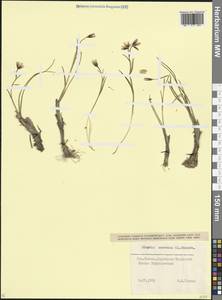 Гусиный лук поздний (L.) Ker Gawl., Кавказ, Ставропольский край, Карачаево-Черкесия, Кабардино-Балкария (K1b) (Россия)