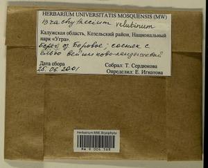 Brachytheciastrum velutinum (Hedw.) Ignatov & Huttunen, Гербарий мохообразных, Мхи - Центральное Нечерноземье (B6) (Россия)