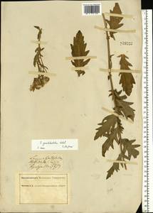 Jacobaea erucifolia subsp. grandidentata (Ledeb.) V. V. Fateryga & Fateryga, Восточная Европа, Южно-Украинский район (E12) (Украина)