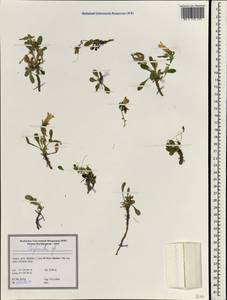 Колокольчик, Зарубежная Азия (ASIA) (Турция)