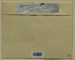 Campylium stellatum (Hedw.) Lange & C.E.O. Jensen, Гербарий мохообразных, Мхи - Москва и Московская область (B6a) (Россия)