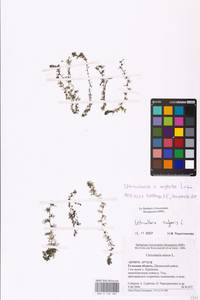 MHA 0 162 684, Utricularia ×neglecta Lehm., Восточная Европа, Центральный район (E4) (Россия)