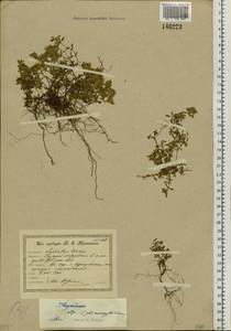 Чабрец, Сибирь, Прибайкалье и Забайкалье (S4) (Россия)