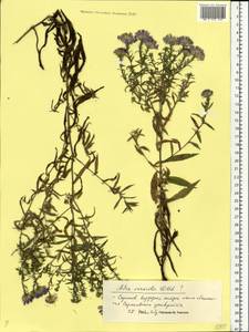 Symphyotrichum ×versicolor (Willd.) G. L. Nesom, Восточная Европа, Нижневолжский район (E9) (Россия)