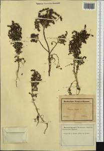 Thymelaea hirsuta (L.) Endl., Западная Европа (EUR) (Франция)