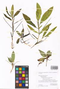 Potamogeton × angustifolius J.Presl, Восточная Европа, Волжско-Камский район (E7) (Россия)
